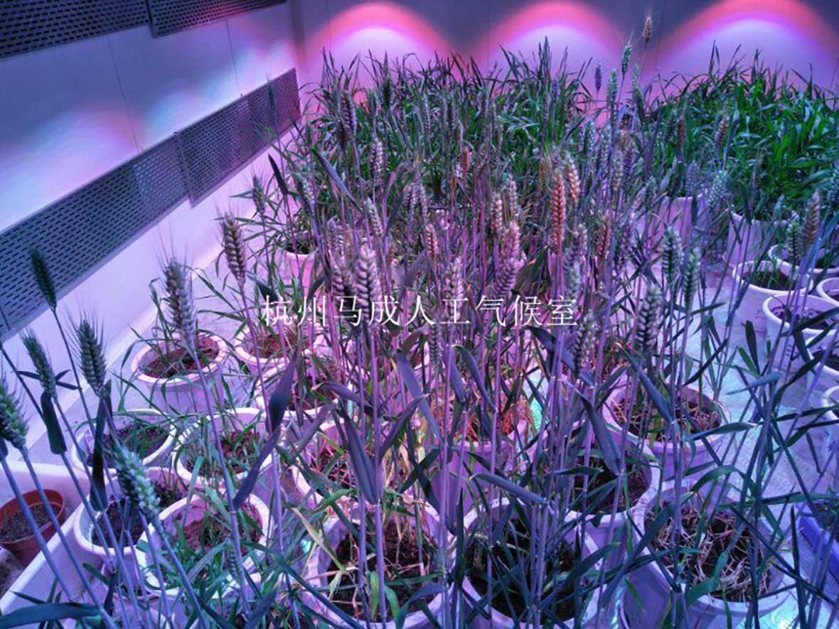 顶置光源人工气候室内部1