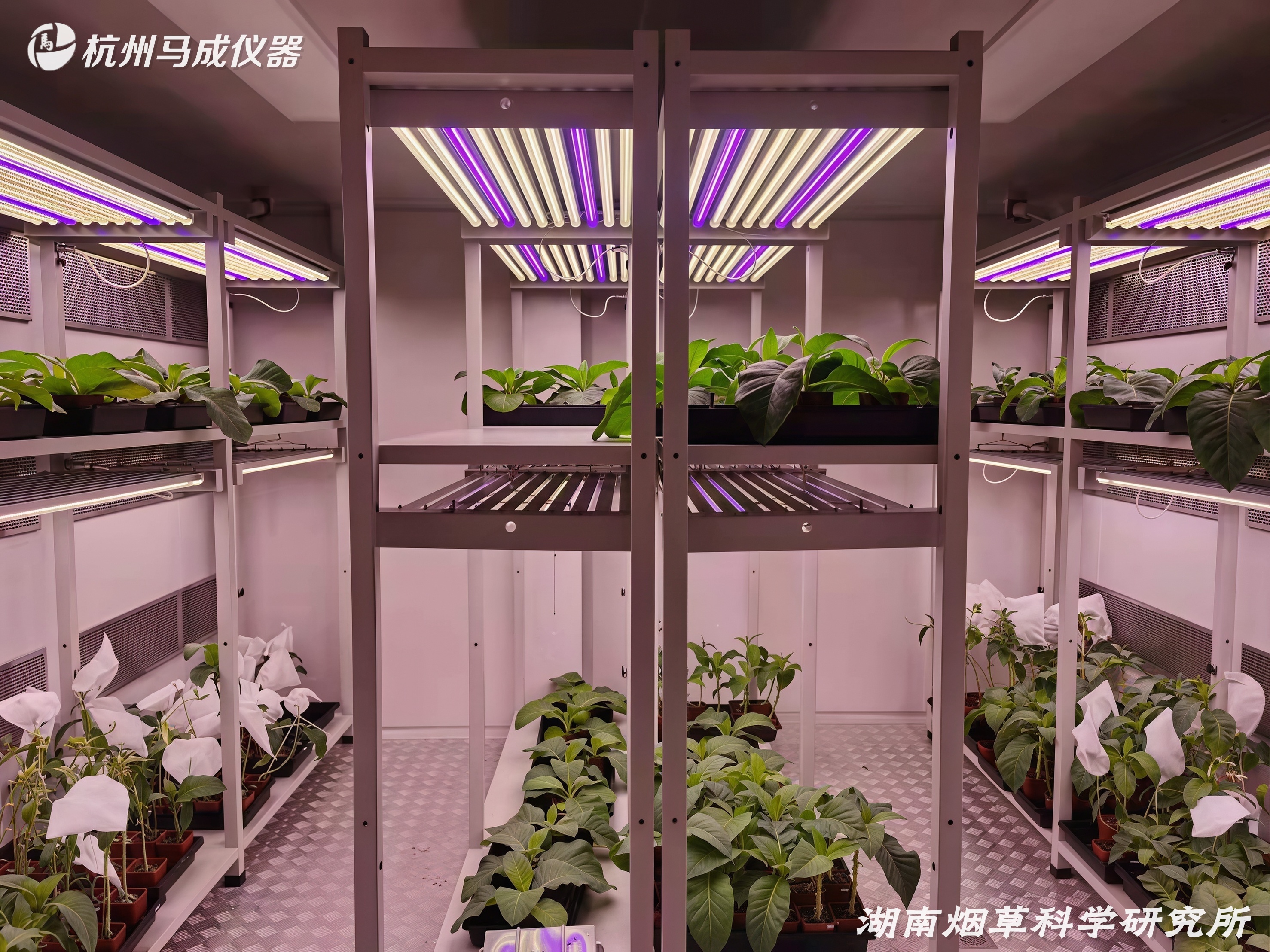 湖南烟草 (4).jpg